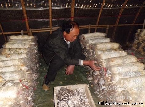 新疆二十二团十二连大棚种出60公斤大“金”南瓜（图）
