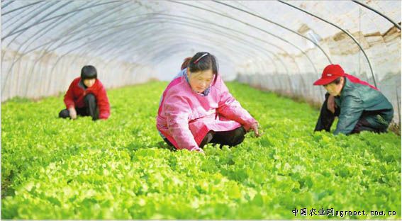彭州蒜苔种植技术