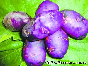 紫红豇豆病虫害防治