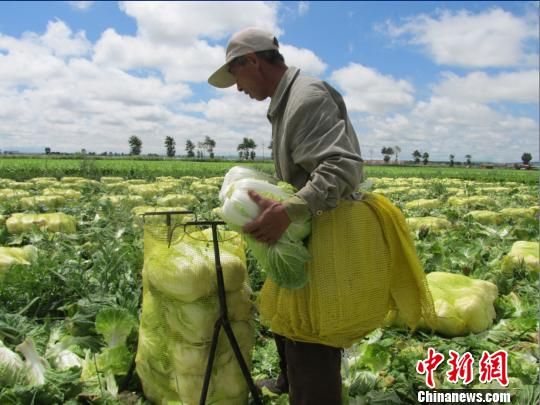 华颂33土豆种子公司