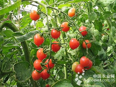 粉柿子西红柿供应信息