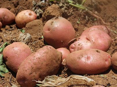 陇薯7号土豆种植技术