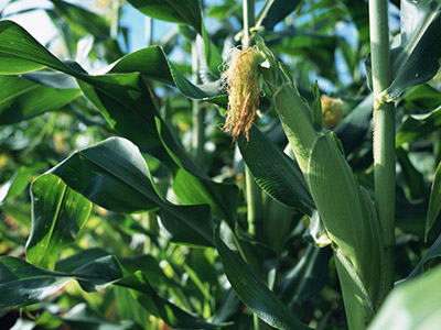 京科528号玉米施肥技术