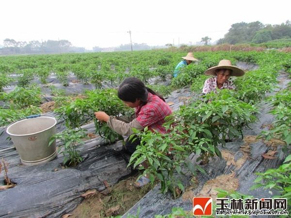 四季王白菜仔河北沧州种子公司