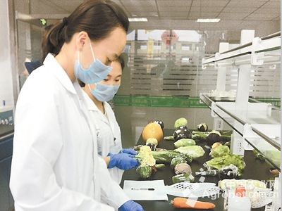 红芽芋的高产种植技术