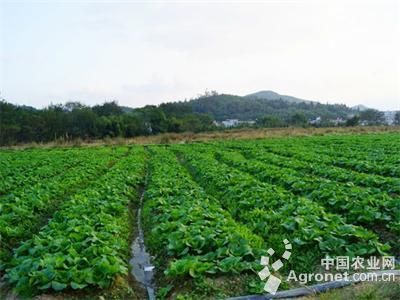 以色列西红柿批发市场