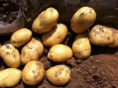 荷兰十五土豆种植