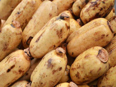 荷兰15土豆种子批发
