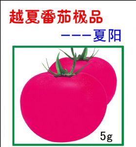 供应夏阳—番茄种子