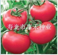 供应先锋抗线王—番茄种子