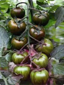 供应紫皮球六号-樱桃番茄种子