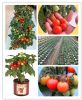 盆栽番茄-红波妞<进口盆栽品种>