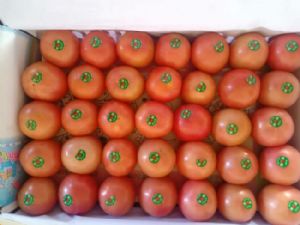 西红柿供应